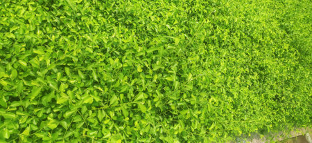 Green leaves background. Green leaves background. Green leaves background. Green leaves background. Green leaves background.の写真素材
