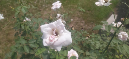 Blooming white rose in the garden. Selective focus. nature.の写真素材