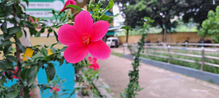 Pink hibiscus flower in the garden with blur background.の写真素材