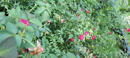 Pink roses in the garden in the summer. Selective focus.の写真素材
