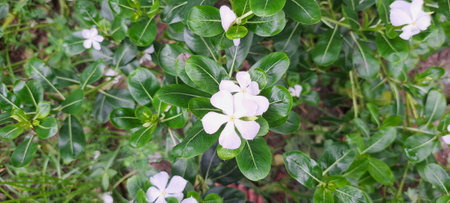 White periwinkle flowers with green leaves in the garden background.の写真素材