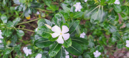 White Periwinkle flower blooming in the garden with green leaves backgroundの写真素材