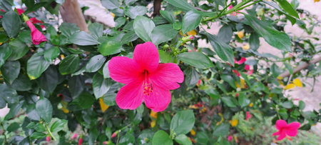 Pink hibiscus flower blooming in the garden, stock photoの写真素材