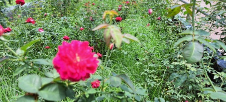 Red roses in the garden on a sunny summer day. Selective focus.の写真素材