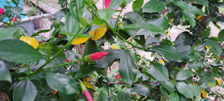 Closeup of red and yellow chilies on tree in garden.の写真素材