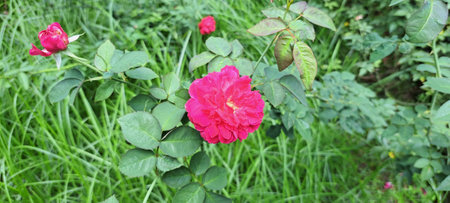 Red rose in the garden. Red rose on the background of green grass.の写真素材