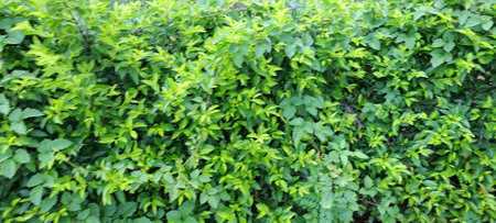 Green leaves background. Green leaves background. Green leaves background. Green leaves background.の写真素材