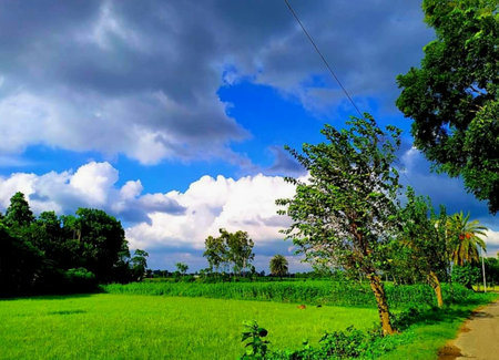 Landscape of green rice field and blue sky with white clouds.の写真素材