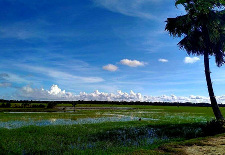Rice field with blue sky and cloud in the countryside of Thailandの写真素材