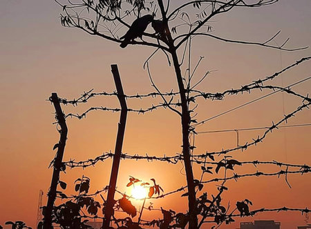 Sunset behind barbed wire with two birds in the foreground.の写真素材