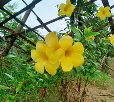 Yellow flower in the garden. Yellow flower in the garden. Yellow flowerの写真素材