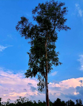 Eucalyptus tree against the sky at sunset in Thailandの写真素材