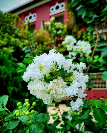 White flowers in the garden with a red house in the background.の写真素材