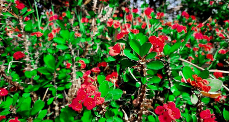 Red flowers of Euphorbia milli crown of thorns in the garden.の写真素材