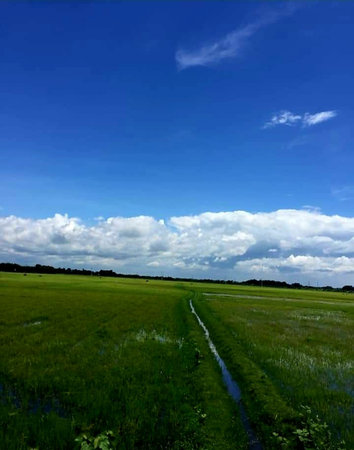 Green field with blue sky and white clouds in the background. Summer landscape.の写真素材