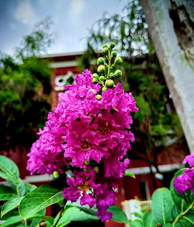 Lagerstroemia speciosa flower in garden at thailand