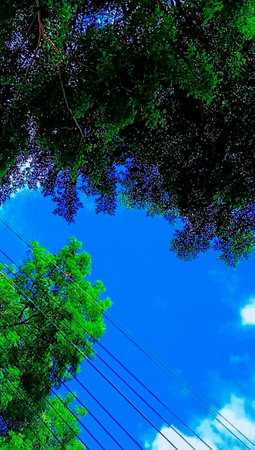 green tree with blue sky and electricity pole on blue sky background.の写真素材