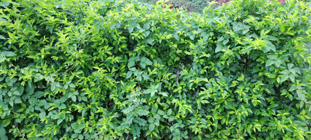 Green leaves background, Green leaves background, Green leaves background, Green leaves backgroundの写真素材