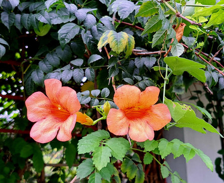 Orange trumpet flower with green leaves in the garden,Thailand.の写真素材