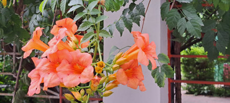 Orange trumpet creeper flower with green leaves in garden, Thailand.の写真素材