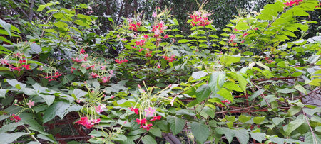 Clerodendrum indicum, also known as Chinese honeysuckle.の写真素材