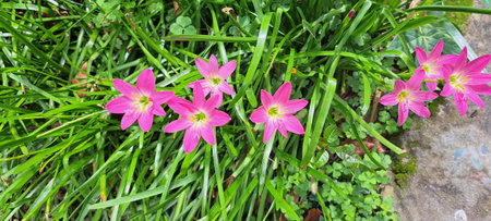 Pink rain lily (Zephyranthes) in gardenの写真素材