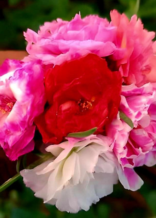 bouquet of peony flowers in the garden, stock photoの写真素材