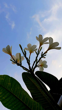 Plumeria flowers with blue sky background, Thailand. (Selective focus)の写真素材