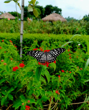 Butterfly on a flower in a garden in Ubud, Baliの写真素材