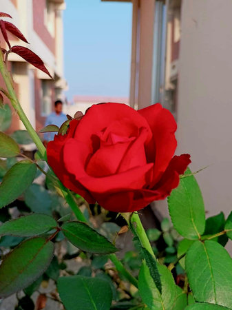 Red rose in a garden in the city of Madrid, Spain.の写真素材