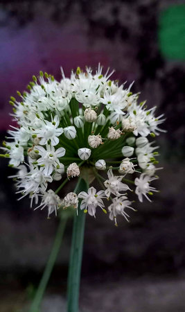 Allium Giganteum, Allium Giganteum is a genus of flowering plants in the onion family.