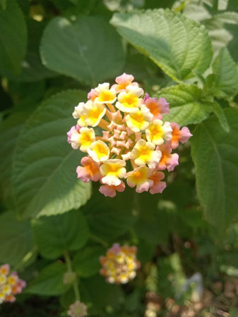 Lantana camara flower in the garden, nature background.