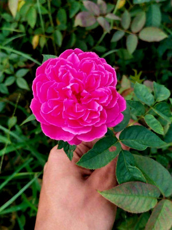 Pink rose in the hand on a background of green leaves, nature