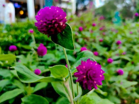 Globe amaranth or Gomphrena globosa flowerの写真素材