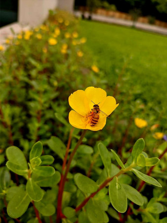 Bee on the yellow flower of portulaca oleracea.の写真素材
