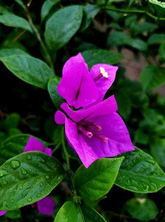 Purple bougainvillea flower in the garden, Thailand.