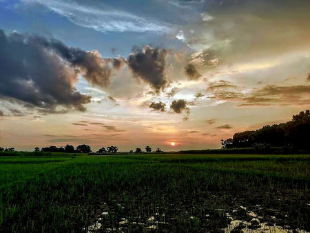 Sunset over the paddy field with clouds in the sky.