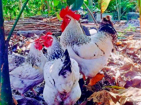 chicken and rooster in the farm, beautiful photo digital pictureの写真素材
