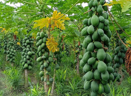 Papaya tree with bunch of green fruits on plantation in Thailandの写真素材