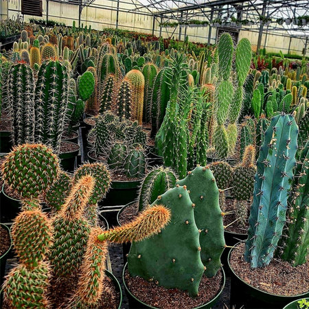 Variety of cactuses in pots in a botanical garden