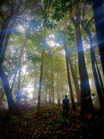 Man standing in the forest with sunbeams and lens flare.