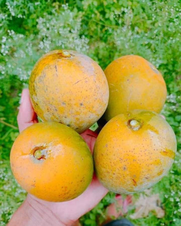 Ripe yellow mango fruits in hand on a background of green grass