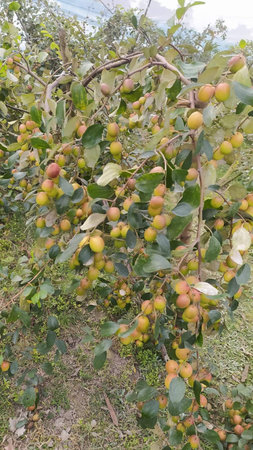 Fruits of Japanese persimmon on tree in autumn season.