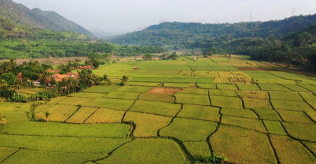 Rice field in Bali island, Indonesia. Panoramic view