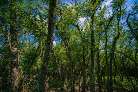 Trees in the forest on a background of blue sky in summer