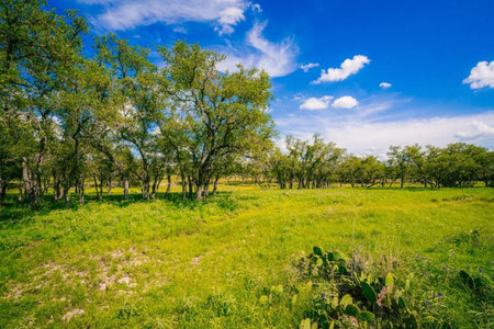 Green meadow with trees and blue sky with clouds in springtimeの写真素材