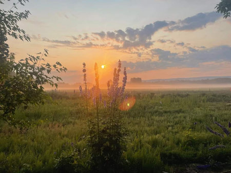 Sunset in the meadow on a foggy summer morning.の写真素材