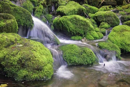 Mossy waterfall in the forest. Mountain stream in the forest.の写真素材