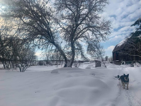 Winter landscape with a dog in the snow and a house in the backgroundの写真素材