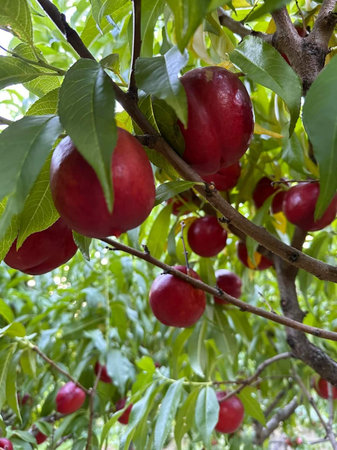 Ripe red nectarines on a tree branch in the garden
